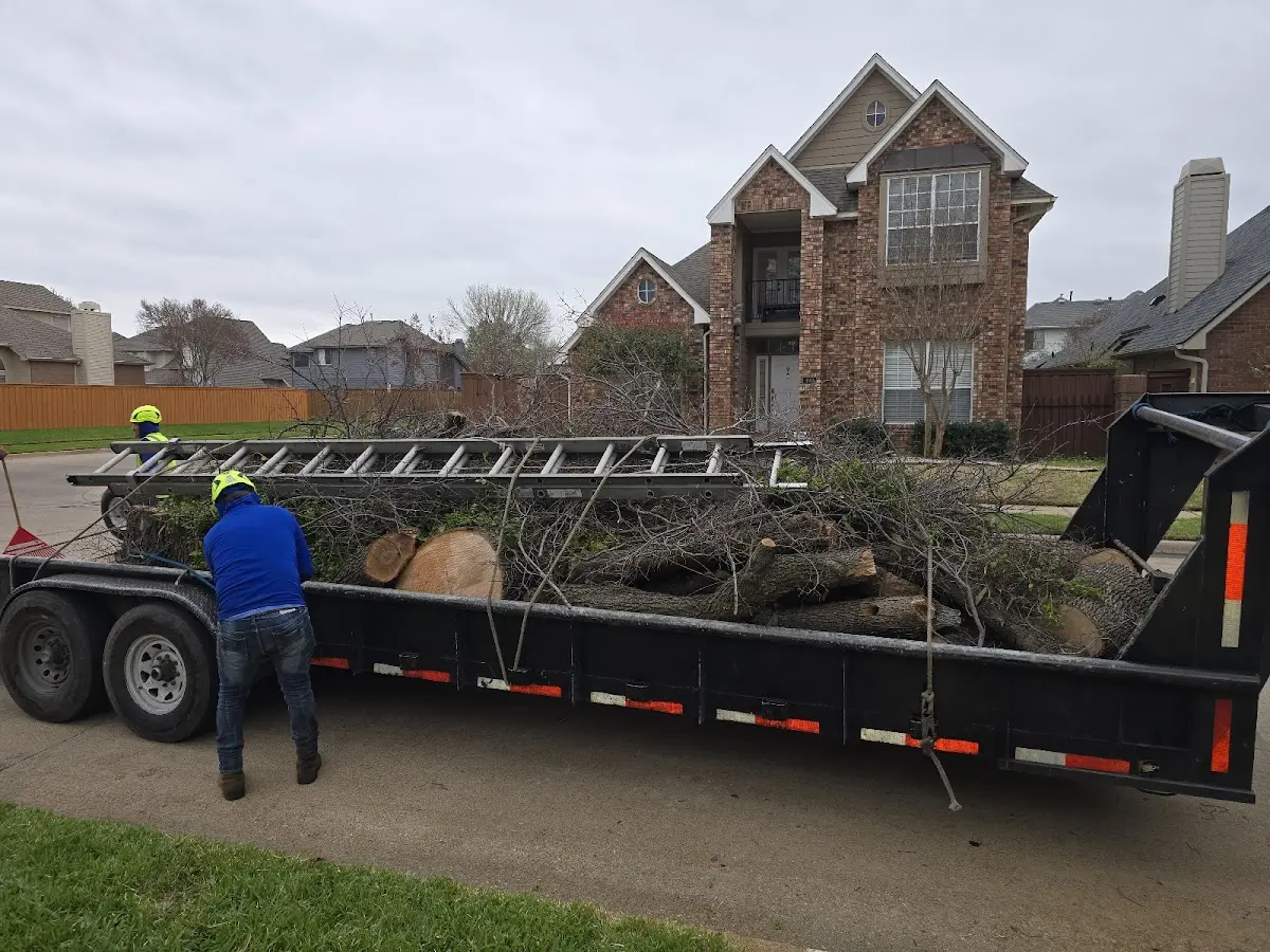 Expert Tree Removal with proper safety equipment in Sunderland